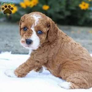 Carli F1B, Cavapoo Puppy